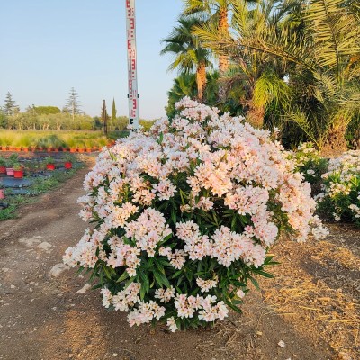 oleandro potatura quando