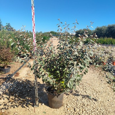elaeagnus ebbingei