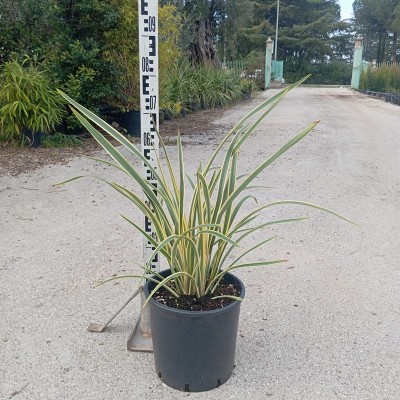 Pianta Phormium tenax variegato - Cespugli fioriti