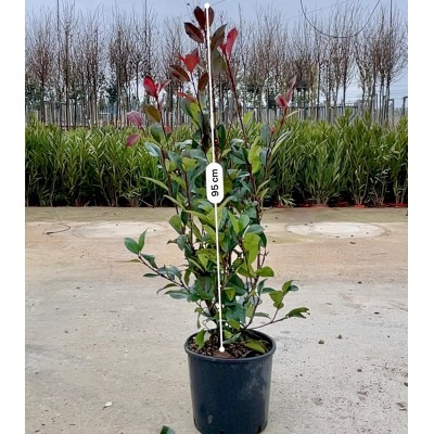 red robin photinia