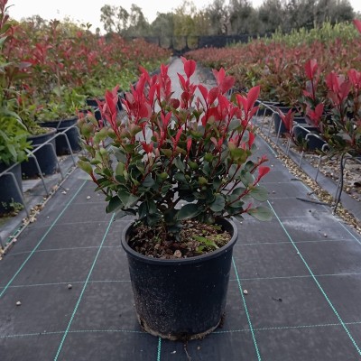 photinia nana