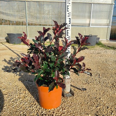 piante photinia