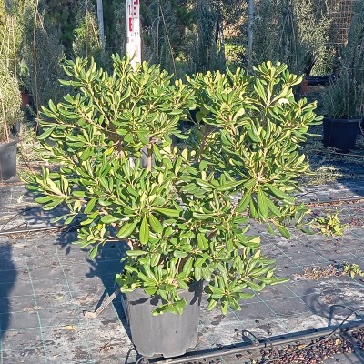 pittosporum tobira
