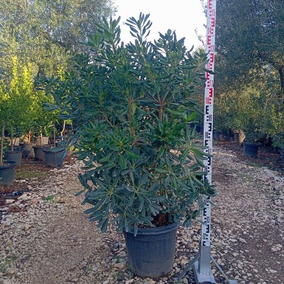 pittosporum siepe