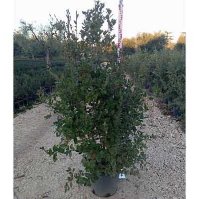 quercus ilex