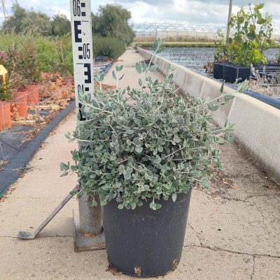 Pianta Teucrium Fruticans - Siepi da giardino