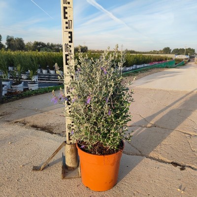Pianta Teucrium Fruticans - Siepi da giardino