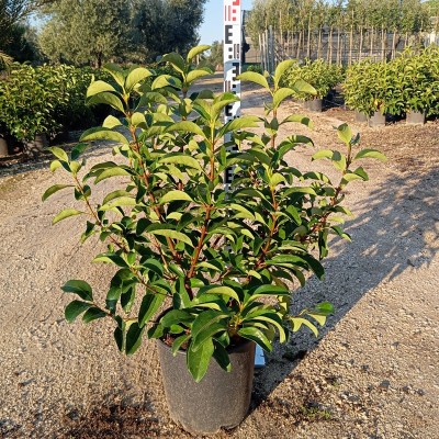 viburnum lucidum