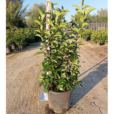 viburnum