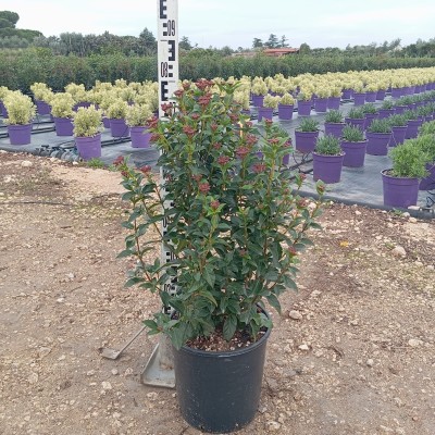 viburnum siepe