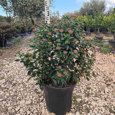viburnum