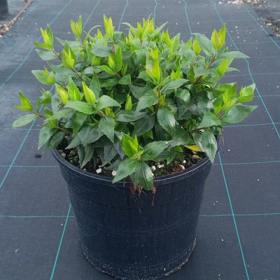 Pianta Abelia Edward Goucher - Cespugli fioriti