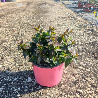 Pianta Abelia Edward Goucher - Cespugli fioriti