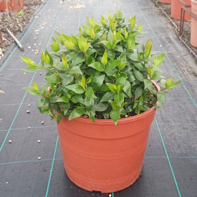 Pianta Abelia Grandiflora - Cespugli fioriti