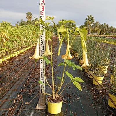 Datura Arborea
