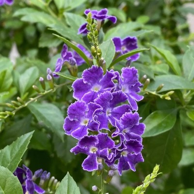 duranta