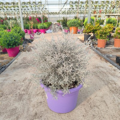 Pianta Eremophila Nivea - Cespugli fioriti