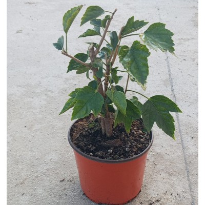 fiori ibisco