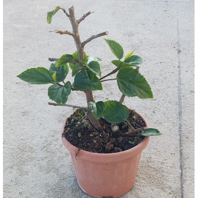 fiori di ibisco