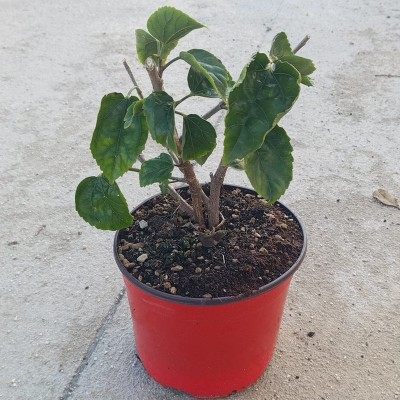 hibiscus rosa-sinensis plant