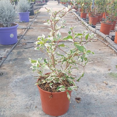 fiori ibisco