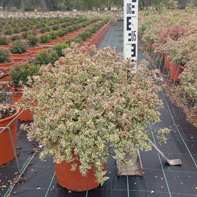 Pianta Abelia Confetti - Cespugli Fioriti