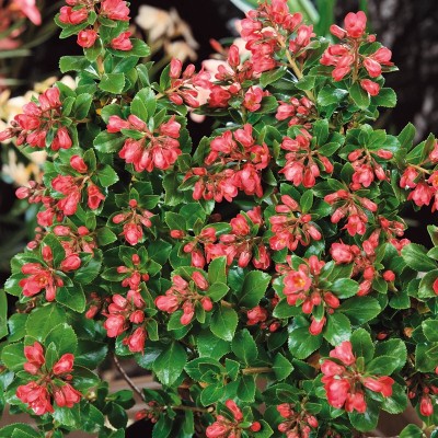 Escallonia