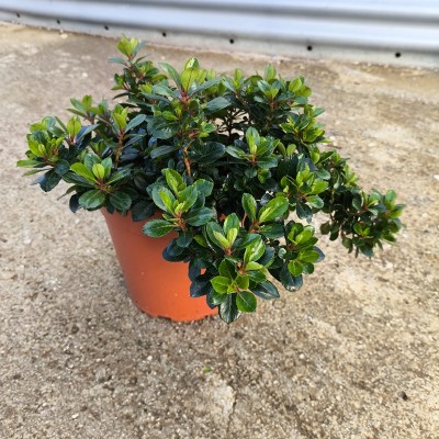 Pianta Escallonia - Siepi da giardino