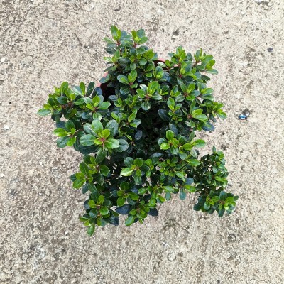 Pianta Escallonia - Siepi da giardino