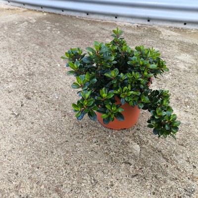 Pianta Escallonia - Siepi da giardino