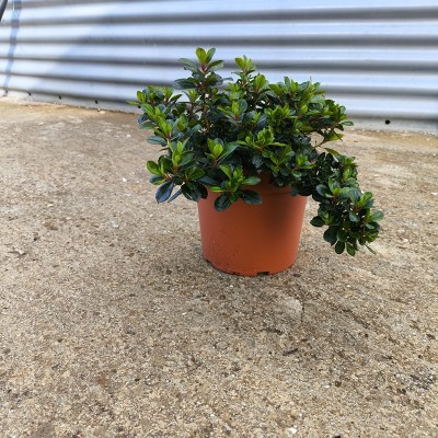 Pianta Escallonia - Siepi da giardino