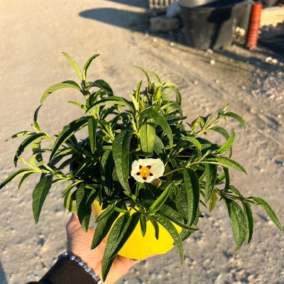 Pianta Cisto Bianco Alan Fradd - Cespugli fioriti