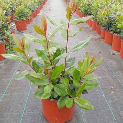 Arbutus unedo