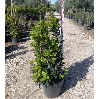 Pianta Corbezzolo - Siepi da giardino