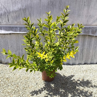 Pianta Ligustro Ovalifolium Aurea - Siepi da giardino