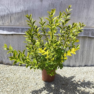 Pianta Ligustro Ovalifolium Aurea - Siepi da giardino