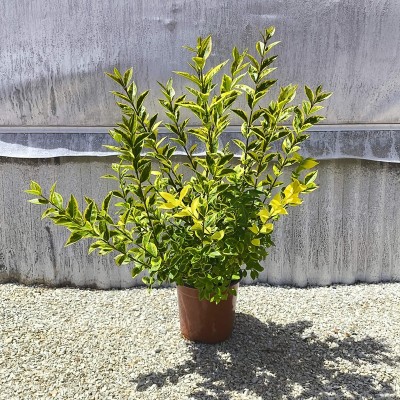 Pianta Ligustro Ovalifolium Aurea - Siepi da giardino