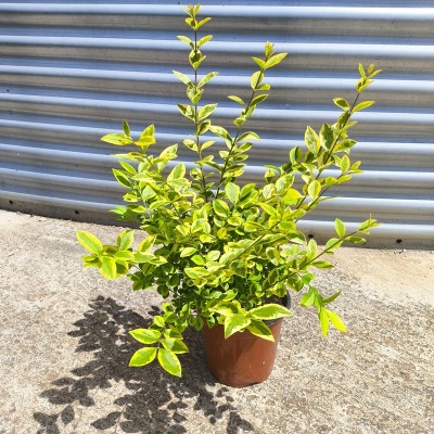 Pianta Ligustro Ovalifolium Aurea - Siepi da giardino