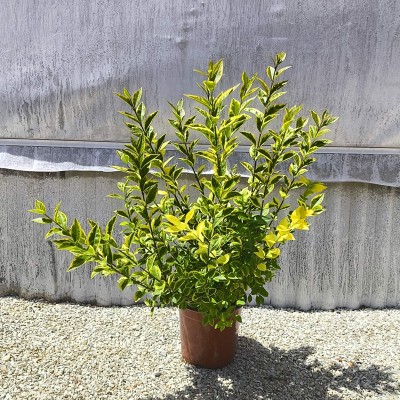 Pianta Ligustro Ovalifolium Aurea - Siepi da giardino