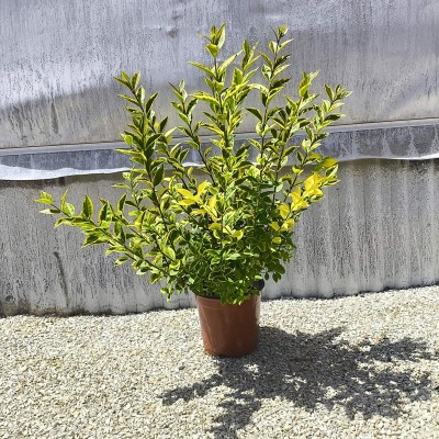 Pianta Ligustro Ovalifolium Aurea - Siepi da giardino