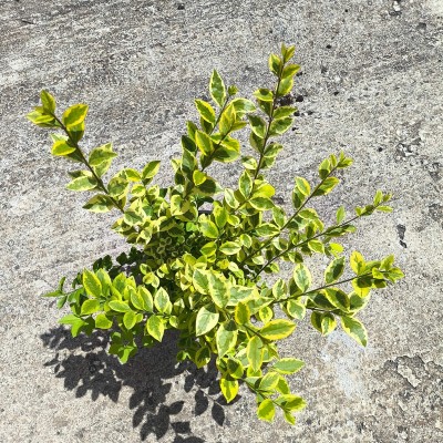 Pianta Ligustro Ovalifolium Aurea - Siepi da giardino