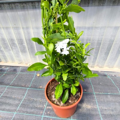Pianta Plumbago - Piante rampicanti
