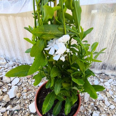 Pianta Plumbago - Piante rampicanti