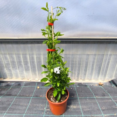plumbago rampicante