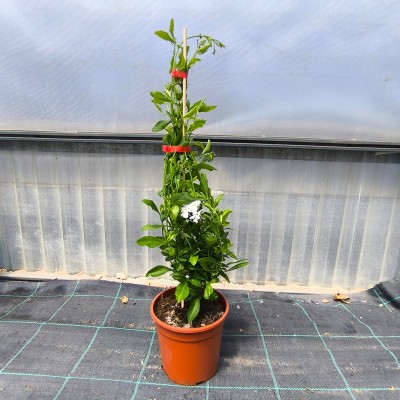 plumbago in vaso