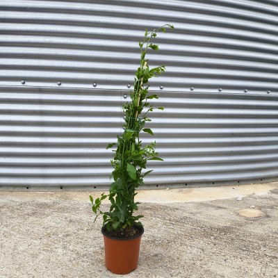 Pianta Plumbago - Piante rampicanti