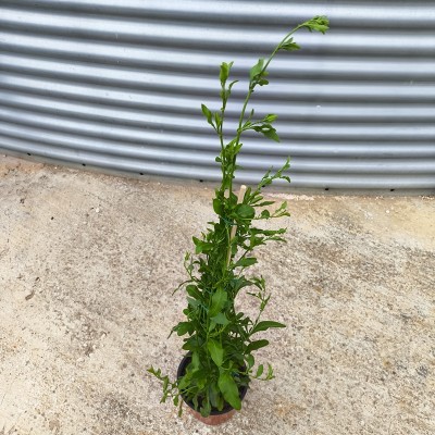 Pianta Plumbago - Piante rampicanti