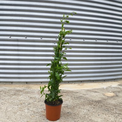 Pianta Plumbago - Piante rampicanti