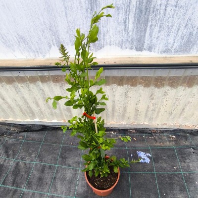 Pianta Plumbago - Piante rampicanti