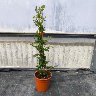Pianta Plumbago - Piante rampicanti